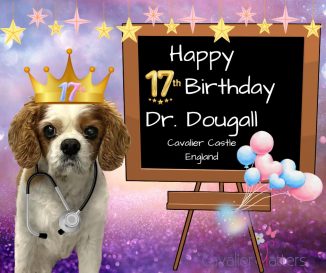Dougall the Cavalier is 17 Years Old