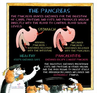 The Pancreas in Pancreatitis